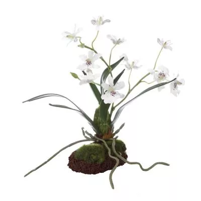 Orchid Drop-In