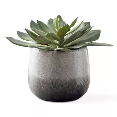 Succulent